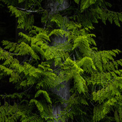 Mount Rainier National Park.  National Park Photograpy by Alex Wilson.